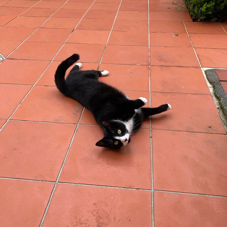 Cute black and white cat stretched out on terracotta tiles
